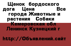 Щенок  бордоского  дога. › Цена ­ 60 000 - Все города Животные и растения » Собаки   . Кемеровская обл.,Ленинск-Кузнецкий г.